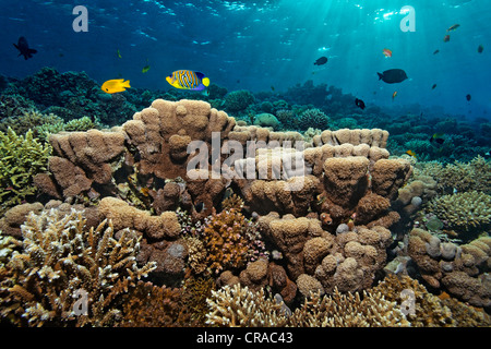 Stein-Korallenriff mit verschiedenen Korallen und Fische, Royal Kaiserfisch (Pygoplites Diacanthus) mit neugierig Farbmuster, Makadi Bay Stockfoto