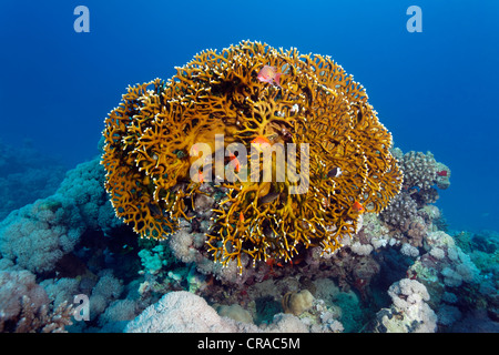 Korallenriff mit Net Feuerkoralle (Millepora Dichotoma), Makadi Bay, Hurghada, Ägypten, Rotes Meer, Afrika Stockfoto