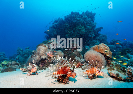 Großer Korallenblock mit afrikanischen Rotfeuerfisch (Pterois Volitans) Jagd auf dem sandigen Boden, Makadi Bay, Hurghada, Ägypten, Rotes Meer Stockfoto