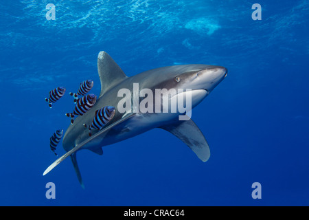 Ozeanische Weißspitzen Hai (Carcharhinus Longimanus), mit Pilotfish (Naucrates ten), im blauen Wasser, Sharm el Sheikh, Ägypten Stockfoto