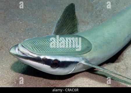 Schlanker Suckerfish, Sharksucker (Echeneis Naucrates) liegen auf Sandboden, Sauger auf die Krone, Porträt, Makadi Bay, Hurghada, Ägypten Stockfoto