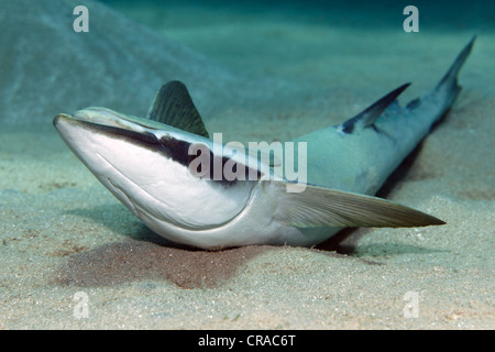 Schlanker Suckerfish (Echeneis Naucrates) liegen auf Sandboden, Makadi Bay, Hurghada, Ägypten, Rotes Meer, Afrika Stockfoto