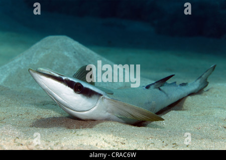 Schlanker Suckerfish (Echeneis Naucrates) liegen auf Sandboden, Makadi Bay, Hurghada, Ägypten, Rotes Meer, Afrika Stockfoto