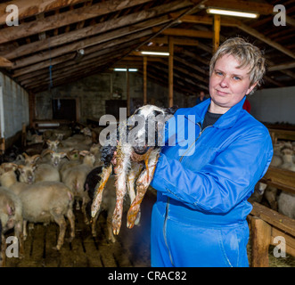 Landwirt mit Neugeborenen Lämmern, Island Stockfoto