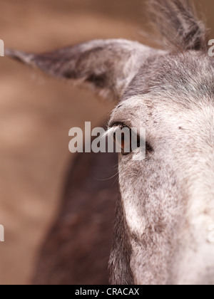 Esel (Equus Asinus Asinus), close-up von seinen Augen, Neusiedlersee, Burgenland, Austria, Europe Stockfoto