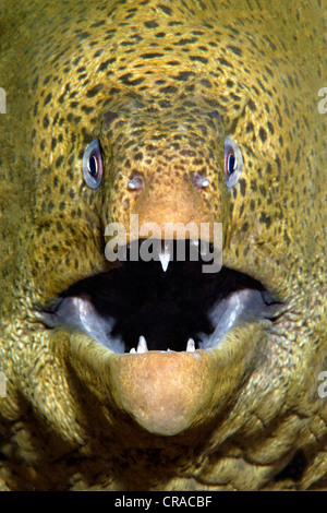 Riesen Muräne (Gymnothorax Javanicus), Porträt, Makadi Bay, Hurghada, Ägypten, Rotes Meer, Afrika Stockfoto