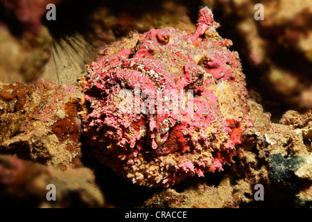 Riff Steinfisch (Synanceia verzweigt) lauern für Beute, Makadi Bay, Hurghada, Ägypten, Rotes Meer, Afrika Stockfoto