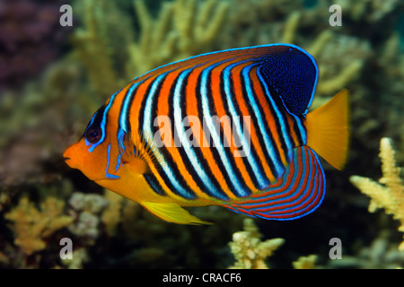 Königliche Kaiserfisch oder Regal-Kaiserfish (Pygoplites Diacanthus), über dem Korallenriff, Makadi Bay, Hurghada, Ägypten, Rotes Meer, Afrika Stockfoto