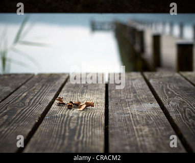 Bucheckern auf den Brettern von einem Steg im See Woerthsee, Bayern, Deutschland, Europa Stockfoto