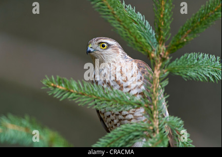 Sperber (Accipiter Nisus), Weiblich, Affaltern, Bayern, Deutschland, Europa Stockfoto