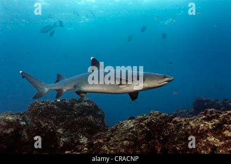 White-gekippt-Riffhai (Triaenodon Obesus) über dem Riff, North Seymour Island, Galapagos-Inseln, Pazifik Stockfoto