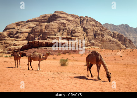 Dromedare oder arabischen Kamele (Camelus Dromedarius) in einer Wüste mit rotem Sand, Wadi Rum, Haschemitischen Königreich Jordanien, JK Stockfoto