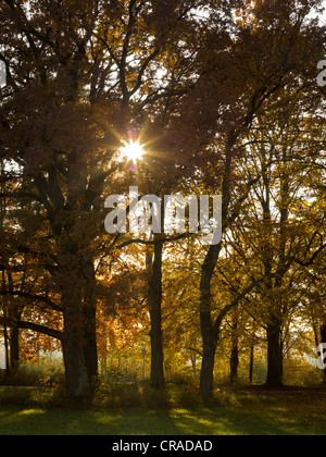 Abendsonne im herbstlichen Siebentischwald Wald, Augsburg, Schwaben, Bayern, Europa Stockfoto