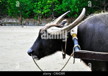 Ganz Asien, Wasserbüffel sind für alle Art von Arbeit verwendet. Stockfoto