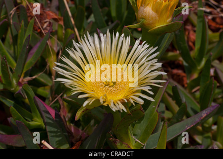 Essbare Eis Pflanze, Pigface, Fig Hottentotten (Khoi Edulis), Rhodos, Griechenland, Europa Stockfoto