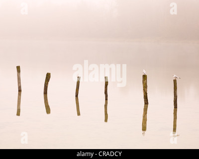 Holzstangen mit Möwen im Kuhsee See im Nebel, Augsburg, Schwaben, Bayern, Deutschland, Europa Stockfoto