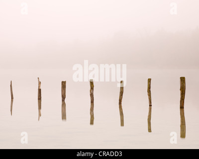 Holzstangen in Kuhsee See im Nebel, Augsburg, Schwaben, Bayern, Deutschland, Europa Stockfoto