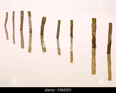 Holzstangen in Kuhsee See im Nebel, Augsburg, Schwaben, Bayern, Deutschland, Europa Stockfoto