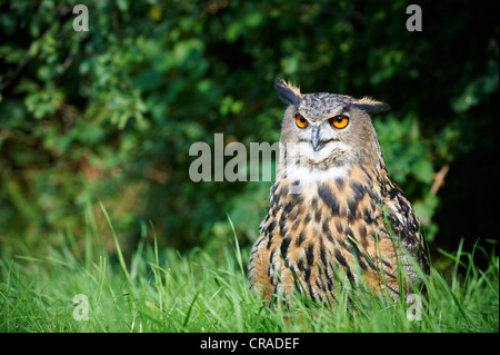 Eurasische Adler-Eule (Bubo Bubo), kleinen Wäldern zwischen Beuerbach und Weil, Bayern, Deutschland, Europa Stockfoto