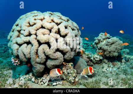 Koralle (Plerogyra Sinuosa) auf Seegras mit Redback Butterfisch (Chaetodontidae Paucifasciatus), Blase Haschemitischen Königreich Jordanien Stockfoto