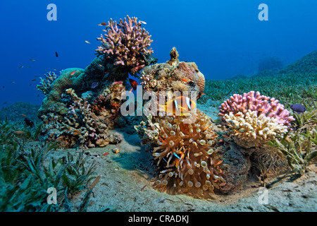 Kleine Patchreef auf Seegras mit Steinkorallen, Seeanemonen, roten Meer Anemonenfische (Amphiprion Bicinctus) Stockfoto