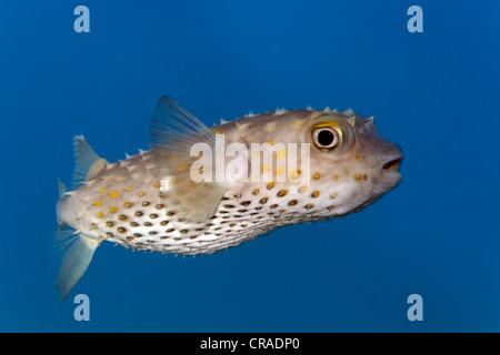 Spotbase Burrfish oder Yellowspotted Burrfish (Cyclichthys Spilostylus) Haschemitischen Königreich Jordanien, JK, Rotes Meer, Westasien Stockfoto