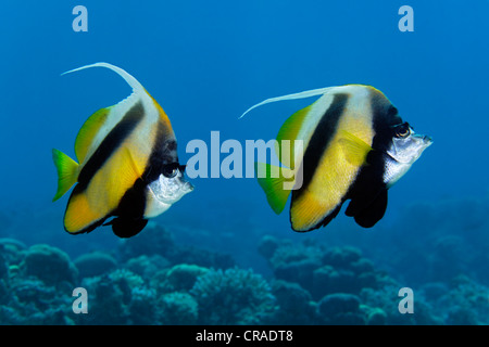 Paar von Rot-Meer-Bannerfish (Heniochus Intermedius) über dem Korallenriff, Haschemitischen Königreich Jordanien, JK, Rotes Meer, Westasien Stockfoto