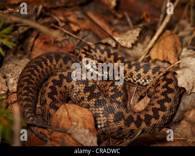 Addierer oder Viper (Vipera Berus), Männlich Stockfoto