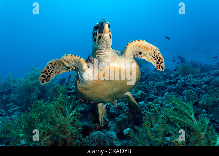 Echte Karettschildkröte (Eretmochelys Imbricata), den Kopf auf, Korallenriff, Haschemitischen Königreich Jordanien, JK, Rotes Meer, Westasien Stockfoto