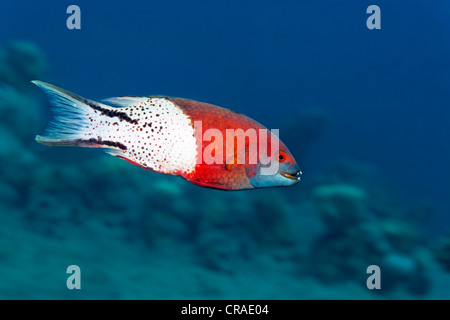 Lyretail Lippfische (Bodianus Anthioides) über dem Korallenriff, Haschemitischen Königreich Jordanien, JK, Rotes Meer, Westasien Stockfoto