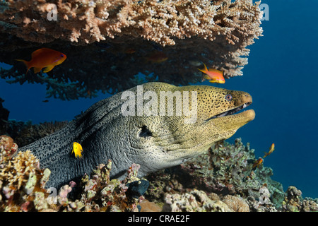 Riesen Muräne (Gymnothorax Javanicus) unter Tischkoralle Haschemitischen Königreich Jordanien, JK, Rotes Meer, Westasien Stockfoto