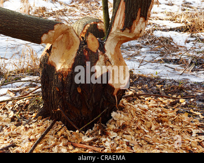 Frische Biber kauen Markierungen auf drei Stämme eines Baumes Stockfoto