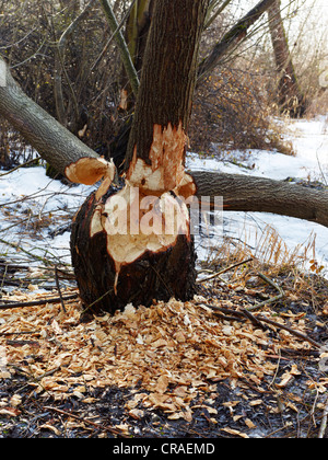 Frische Biber kauen Markierungen auf den Stamm eines Baumes Stockfoto