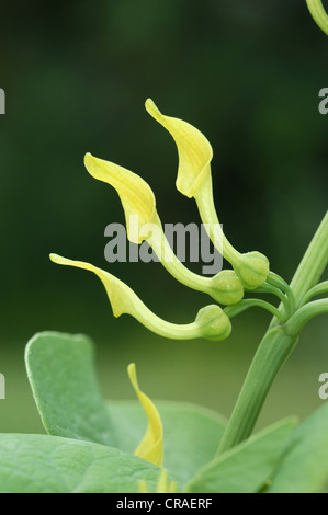 BIRTHWORT Aristolochia Clematitis (Aristolochiaceae) Stockfoto