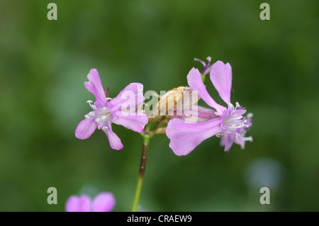 Klebriges Leimkraut Lychnis viscaria Stockfoto