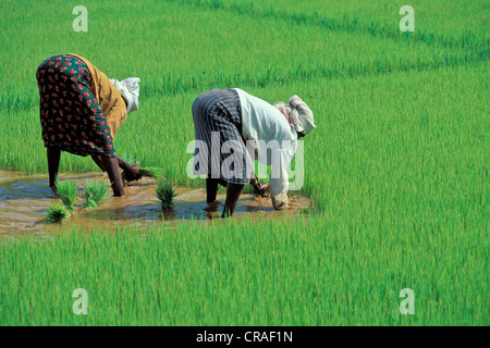 Frauen, die Pflanzen Reis in der Nähe von Alappuzha oder Alleppey, Kerala, Südindien, Indien, Asien Stockfoto