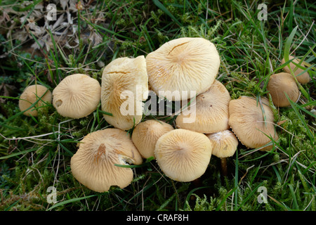 Erdigen Powdercap Pilz (Cystoderma Amianthinum) auf Moorland UK Stockfoto