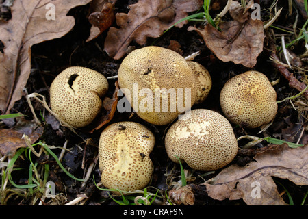 Leopard spotted Earthball Pilze (Sklerodermie Areolatum), UK Stockfoto