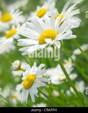 Margeriten (Leucanthemum), Wiese Stockfoto