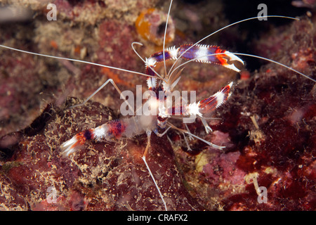 Banded Coral Garnelen oder Banded Boxer Garnelen (Stenopus Hispidus), Südost-Asien, Pazifik, Philippinen, Triana, Stockfoto