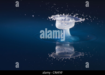 Fallen Sie, trifft einen Tropfen, was zu einer bizarren Formation in gefärbtem Wasser und Milch Stockfoto