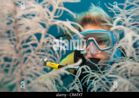 Scuba Diver Blick durch große förmigen Baum-schwarzen Korallen (Antipathes SP.), Lingganay, Leyte, Philippinen, Asien Stockfoto