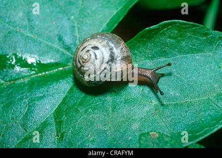 Umhüllte Schnecke (Hygromia Cinctella: Helicidae) in Großbritannien eingeführt, im Jahr 1950 und nun UK verbreitet Stockfoto