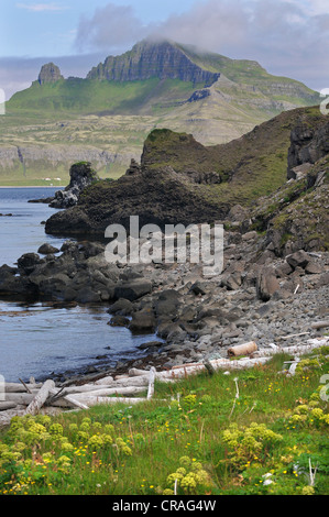 Treibholz, Hornbjarg, Hornvík oder Hornvik Bucht, Hornstrandir, Westfjorde, Island, Europa Stockfoto