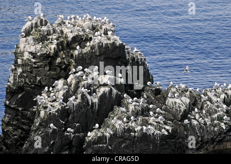 Schwarz-legged Dreizehenmöwen (Rissa Tridactyla) auf Felsen, Hornvík oder Hornvik Bay, Hornstrandir, Westfjorde, Island, Europa Stockfoto