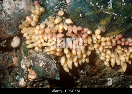 Hund-Wellhornschnecke Eikapseln (Nucella Lapilli) UK Stockfoto