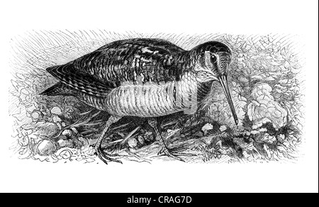 Waldschnepfe (Scolopax Rusticola), Abbildung aus Meyers Konversationslexikon Enzyklopädie, 1897 Stockfoto