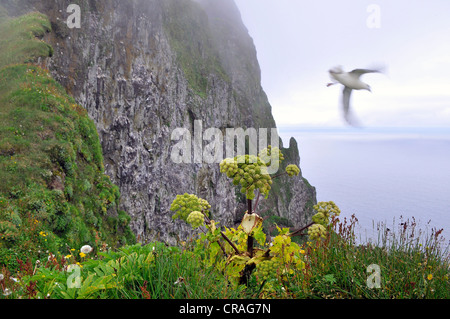 Angelica (Angelica Archangelica), Möwe, Klippe, Hornbjarg, Hornstrandir, Westfjorde, Island, Europa Stockfoto