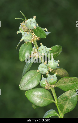 BOX Buxus Sempervirens (Buxaceae) Stockfoto