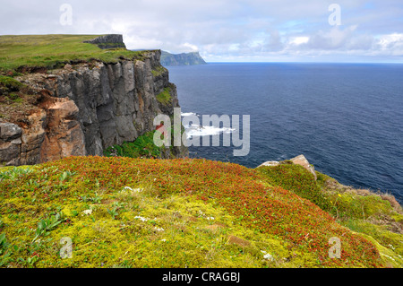 Smidjuvikurbjarg, Ostküste Hornstrandir, Westfjorde, Island, Europa Stockfoto